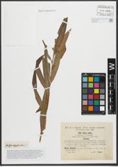 Foto von Salix purpurea L. x Salix viminalis L.